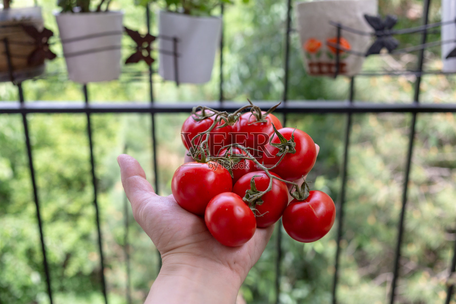 手握红桁架番茄照片摄影图片