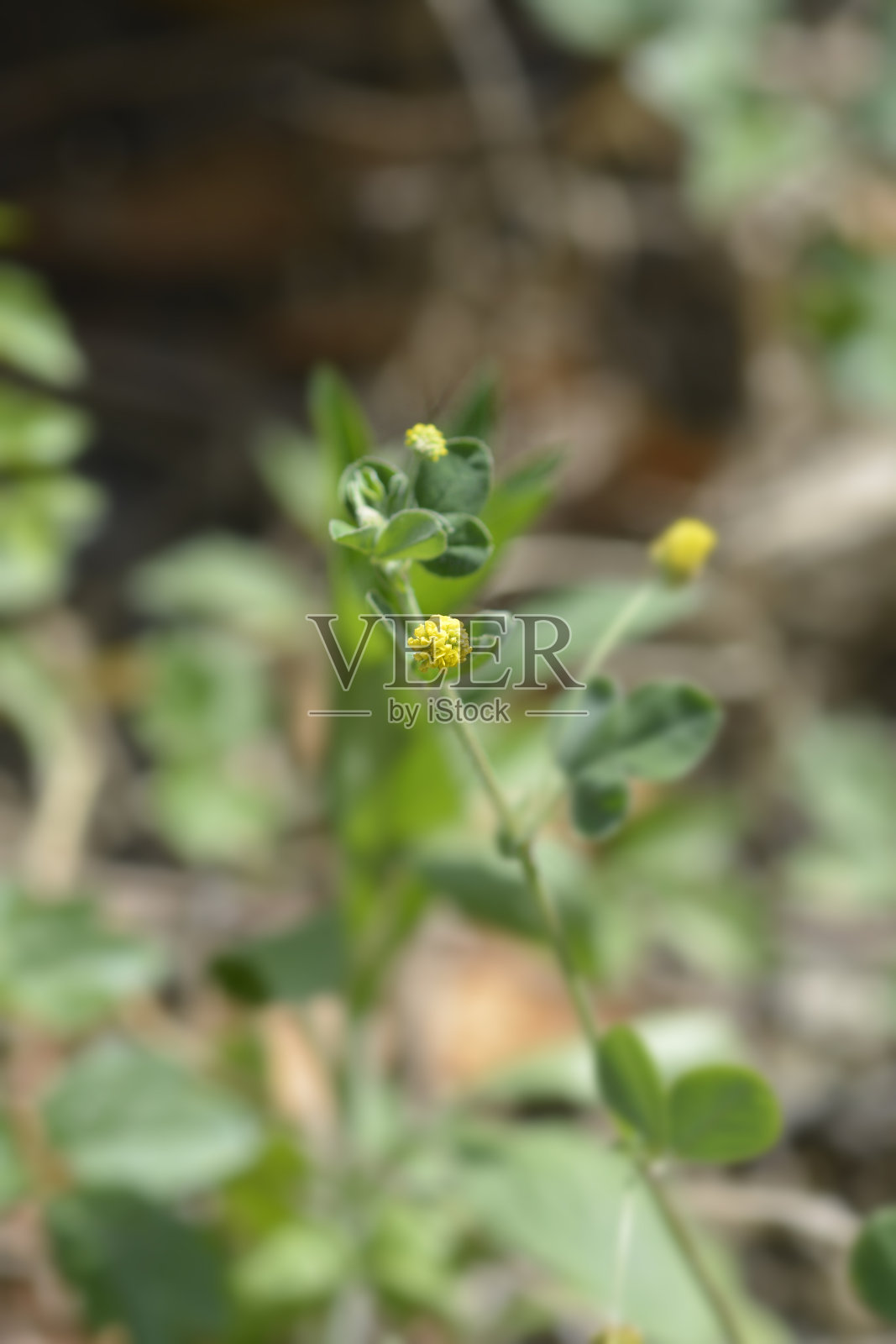 黑色苜蓿照片摄影图片