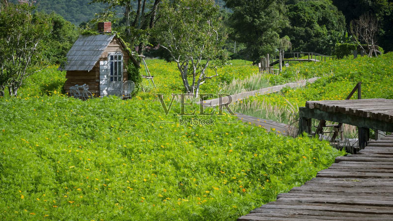 曲径上的古老小木屋和木桥，金盏花草地上有许多绿色植物，背景是乡村照片摄影图片