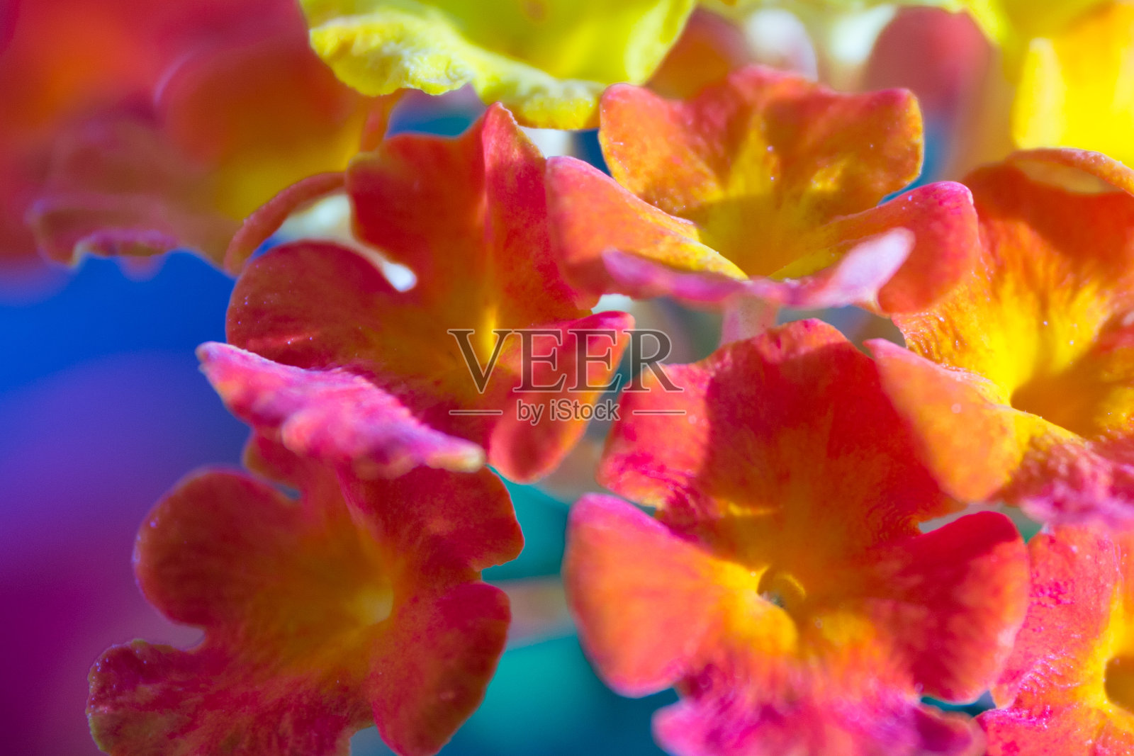 马鞭草灌木-普通马鞭草-马鞭草科-阳台和花园花照片摄影图片