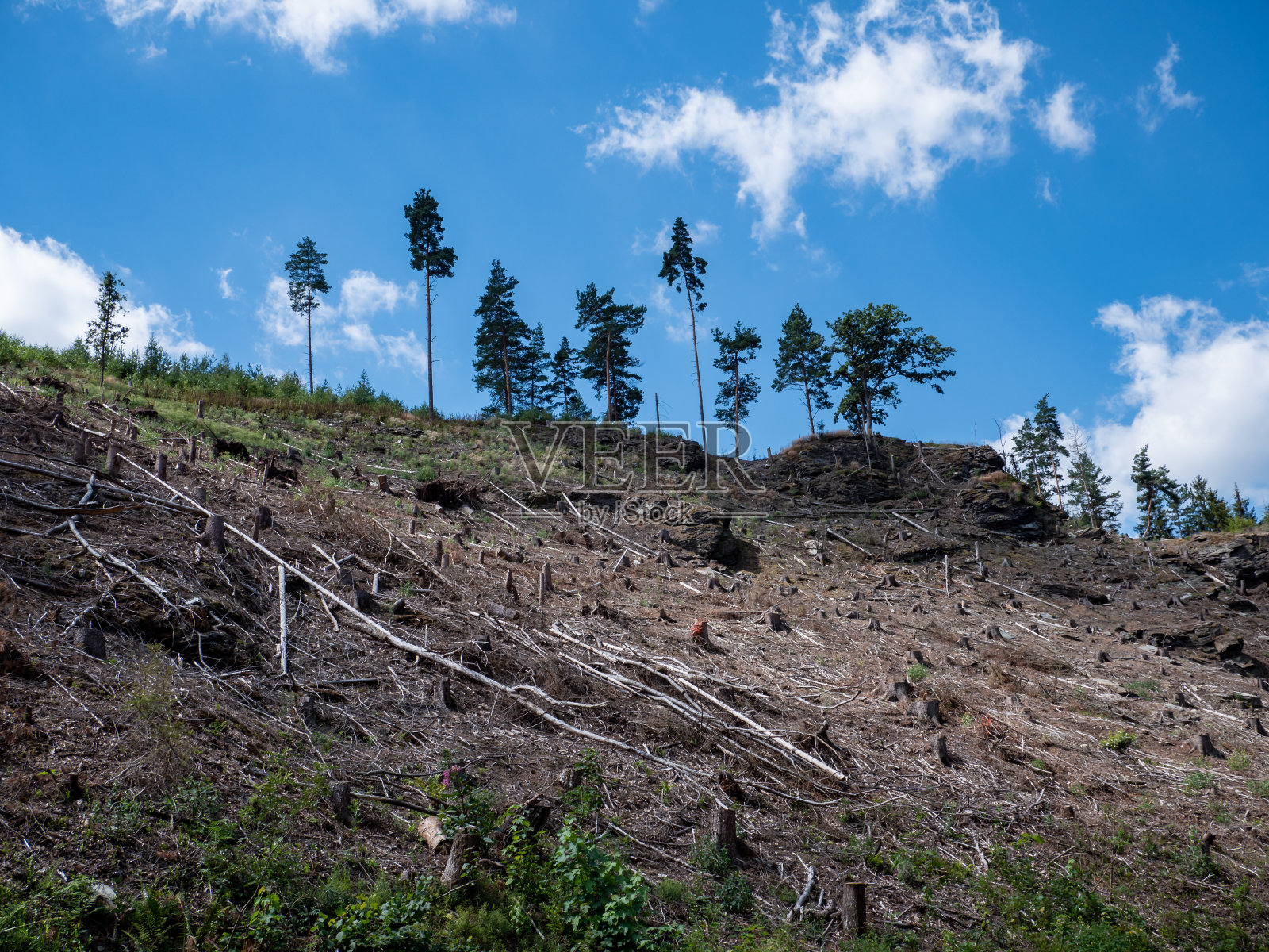 德国森林中的森林枯梢病照片摄影图片
