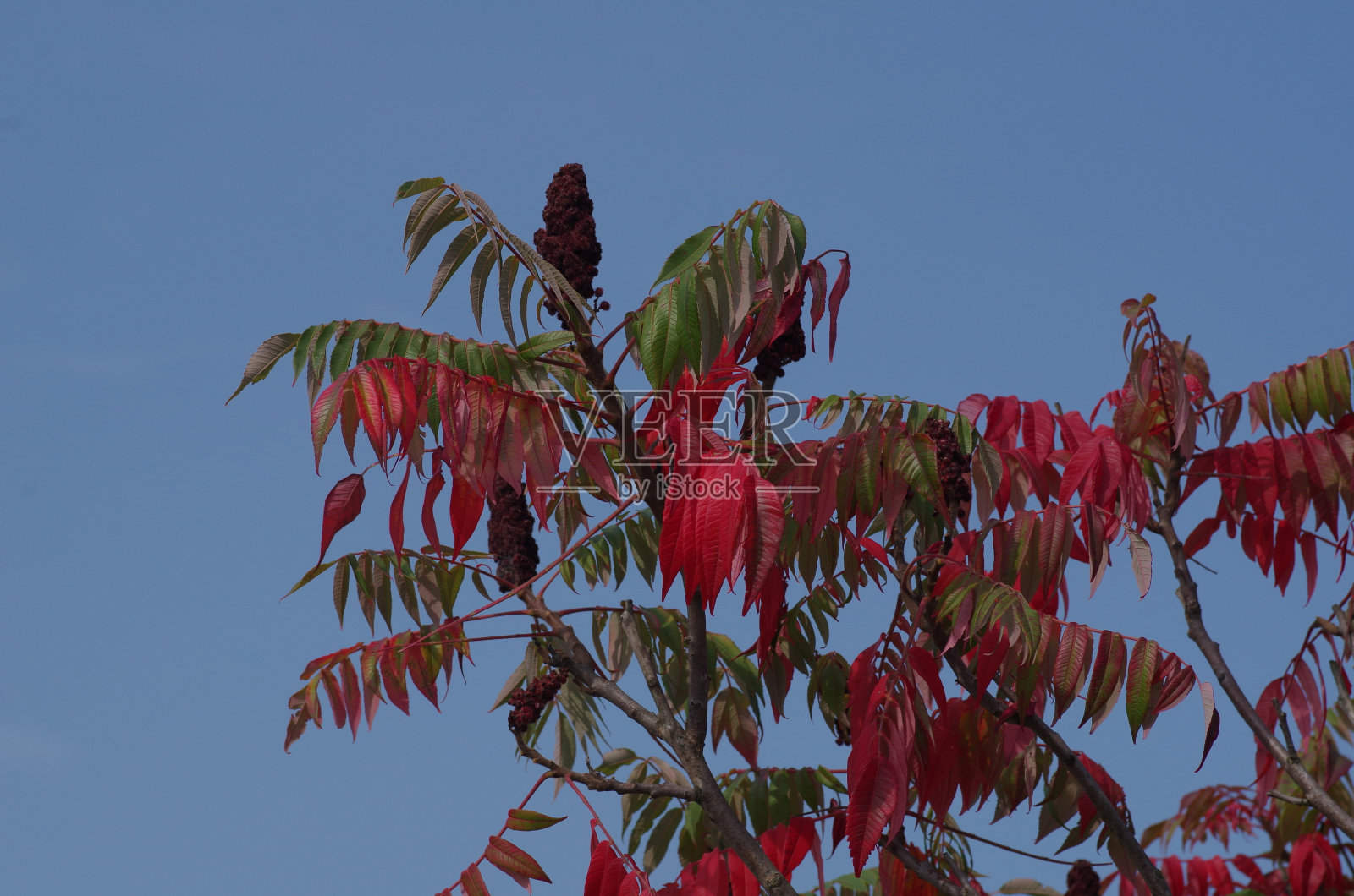 赫希科尔本苏马赫照片摄影图片