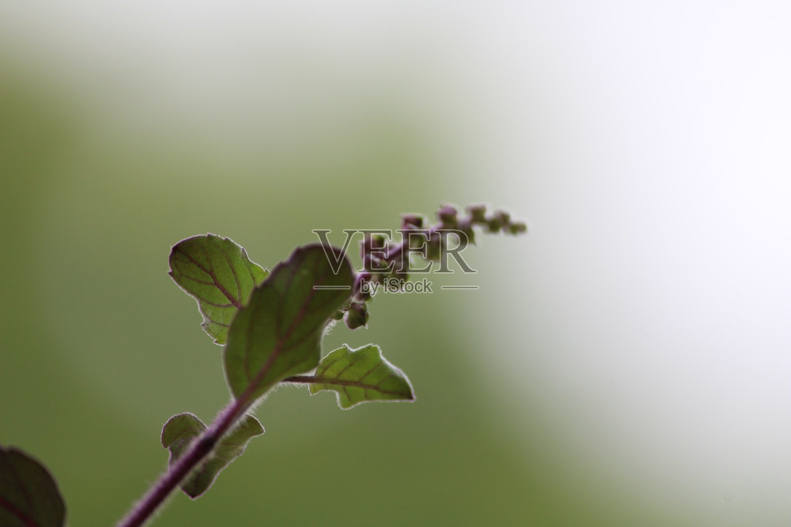坦蒂味蕾照片摄影图片