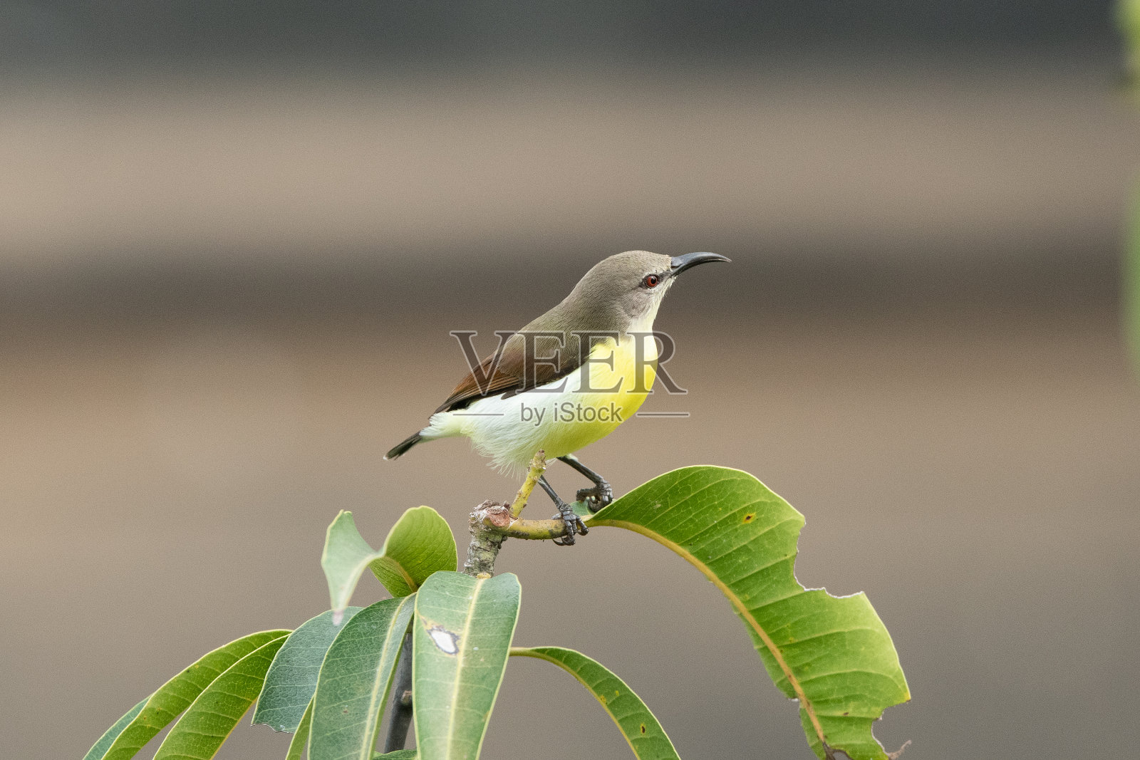 太阳的鸟照片摄影图片