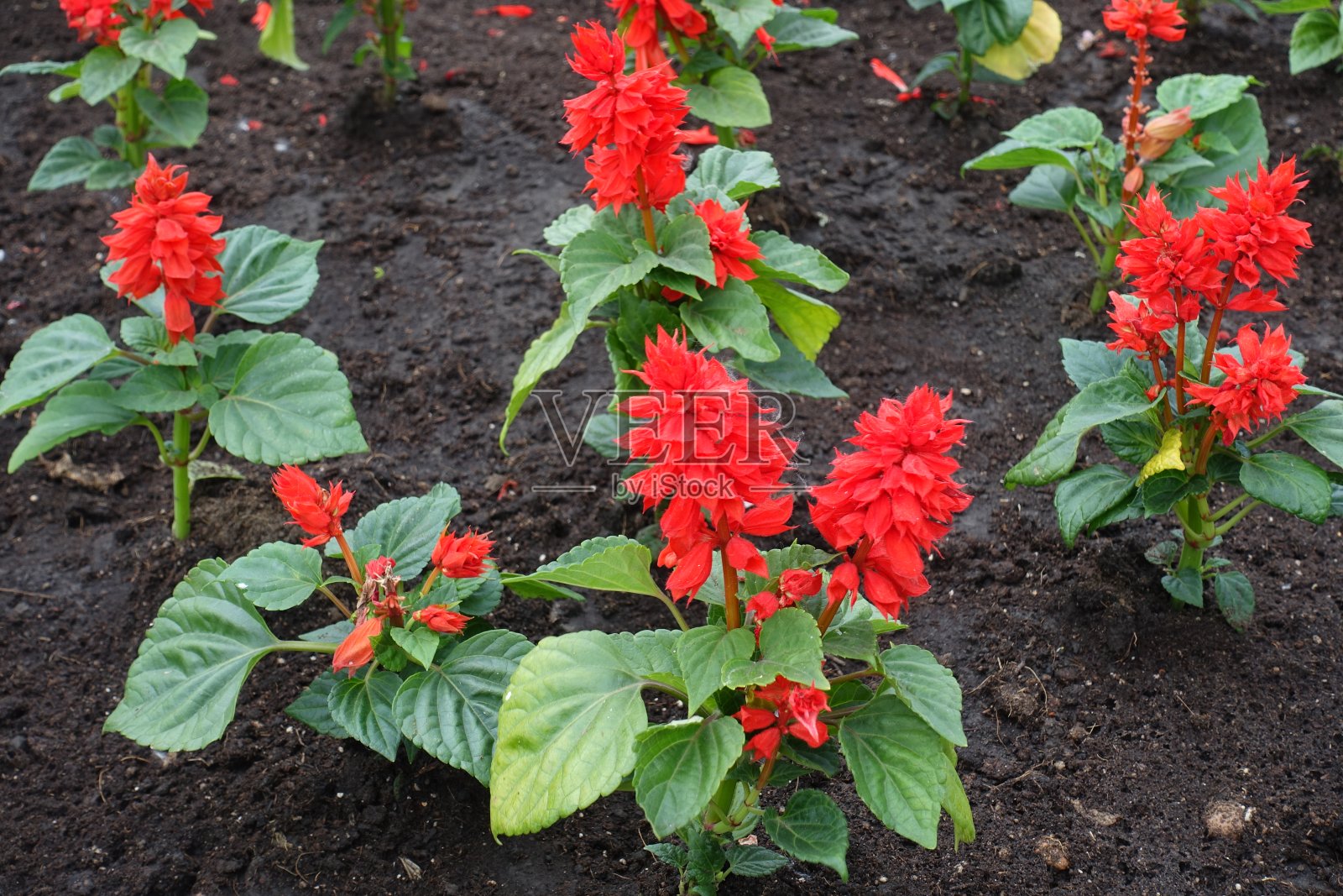 5月的一串红(Salvia splendens)，鲜红的花朵照片摄影图片