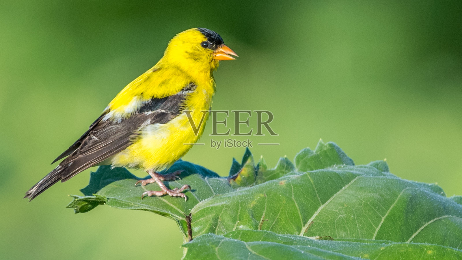 向日葵上的金翅雀照片摄影图片