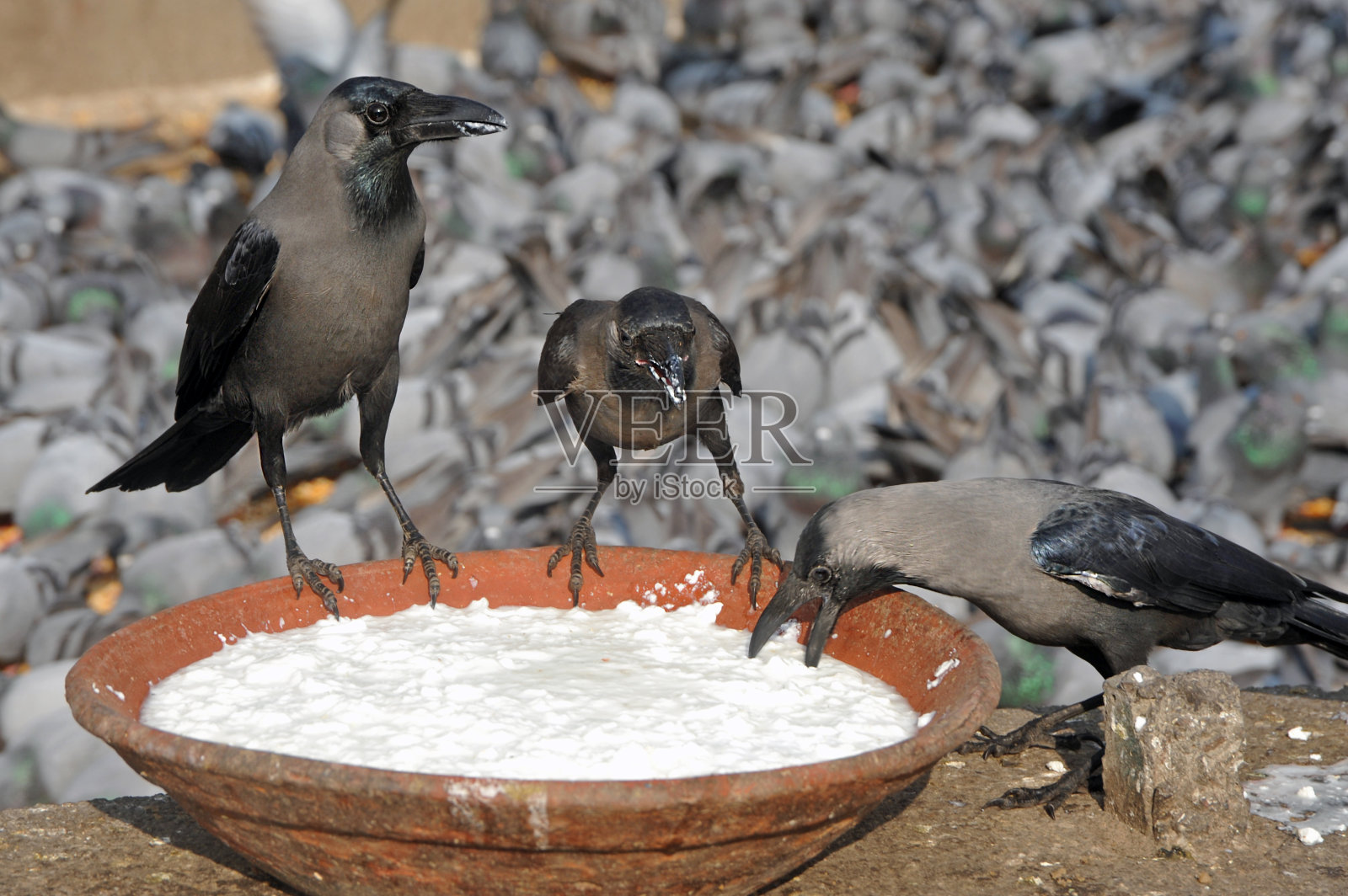 乌鸦照片摄影图片