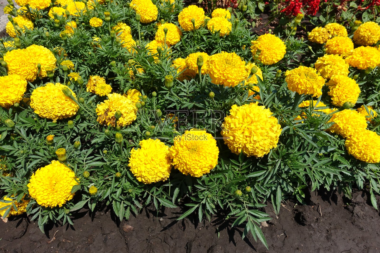 在六月中旬的万寿菊的亮黄色的头状花照片摄影图片