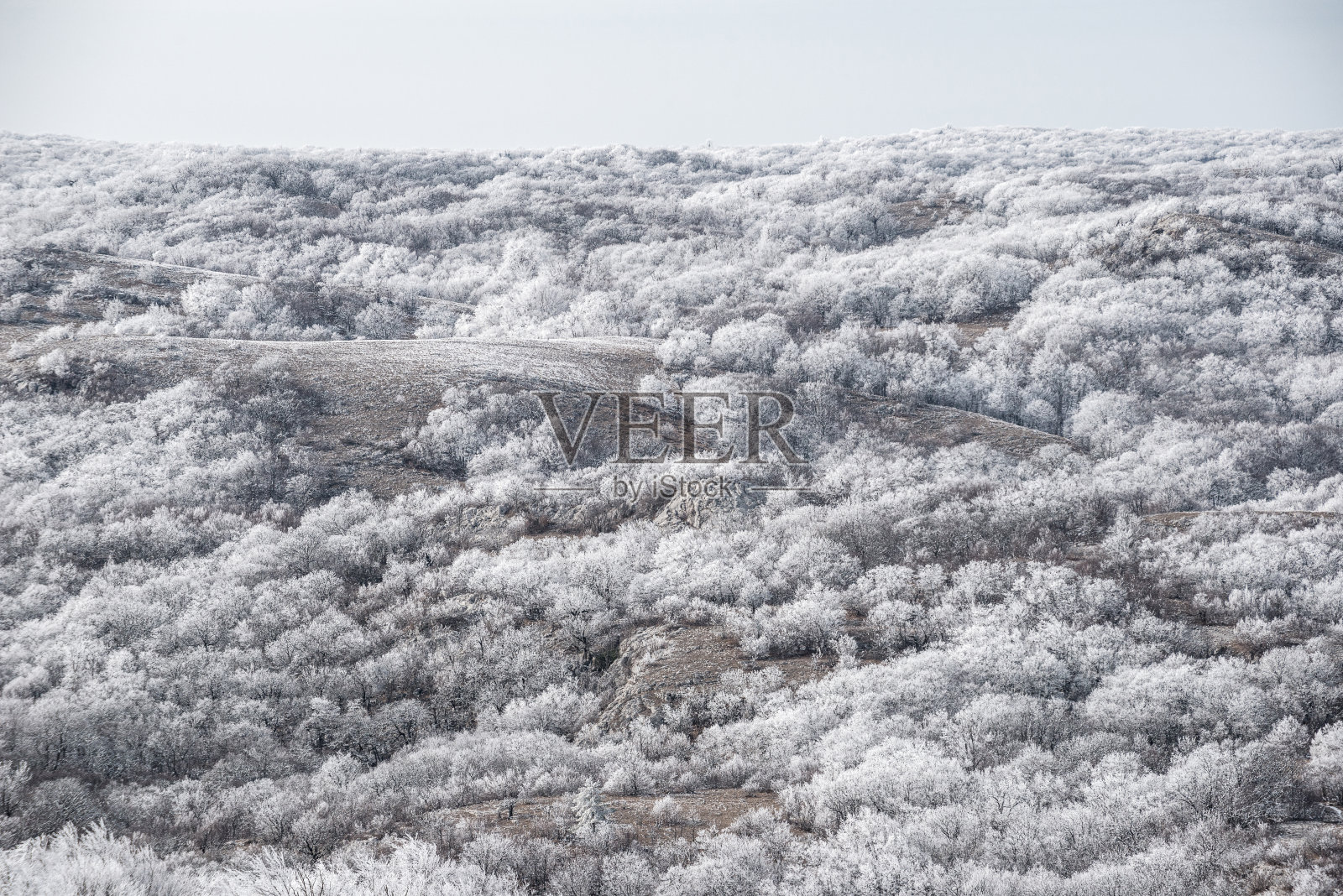 冬季克里米亚高地的霜冻森林照片摄影图片