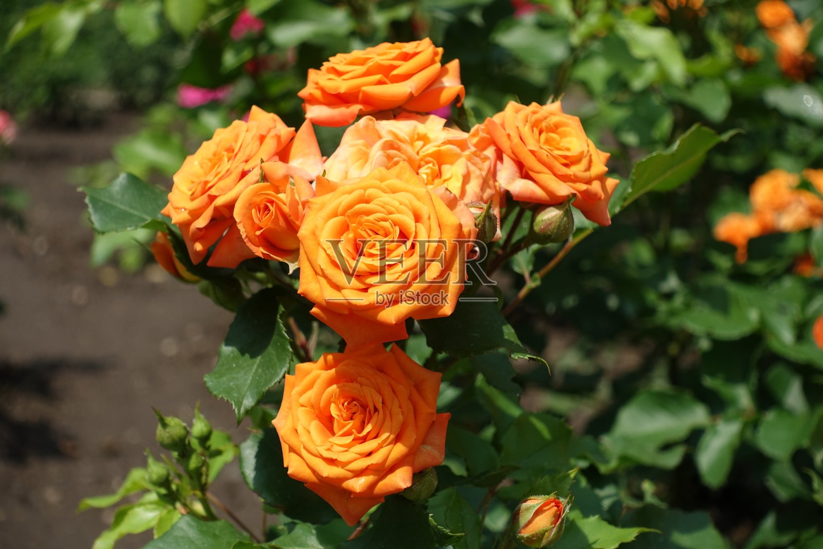 近距离拍摄的鲜艳的橙色玫瑰花在六月照片摄影图片