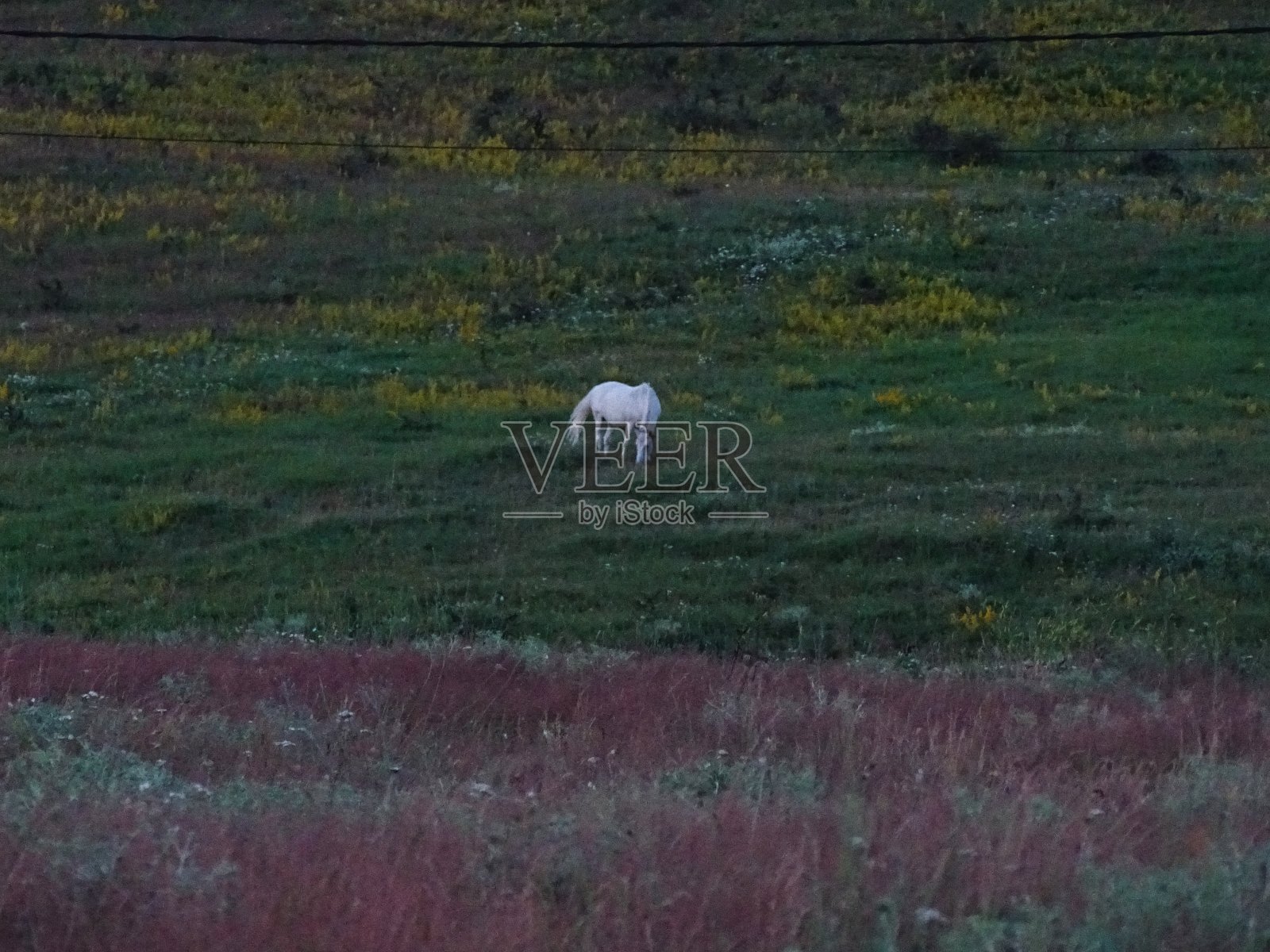 白马照片摄影图片