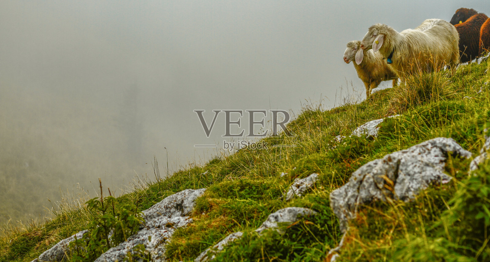 巴伐利亚州拉申科夫的绵羊和雾照片摄影图片