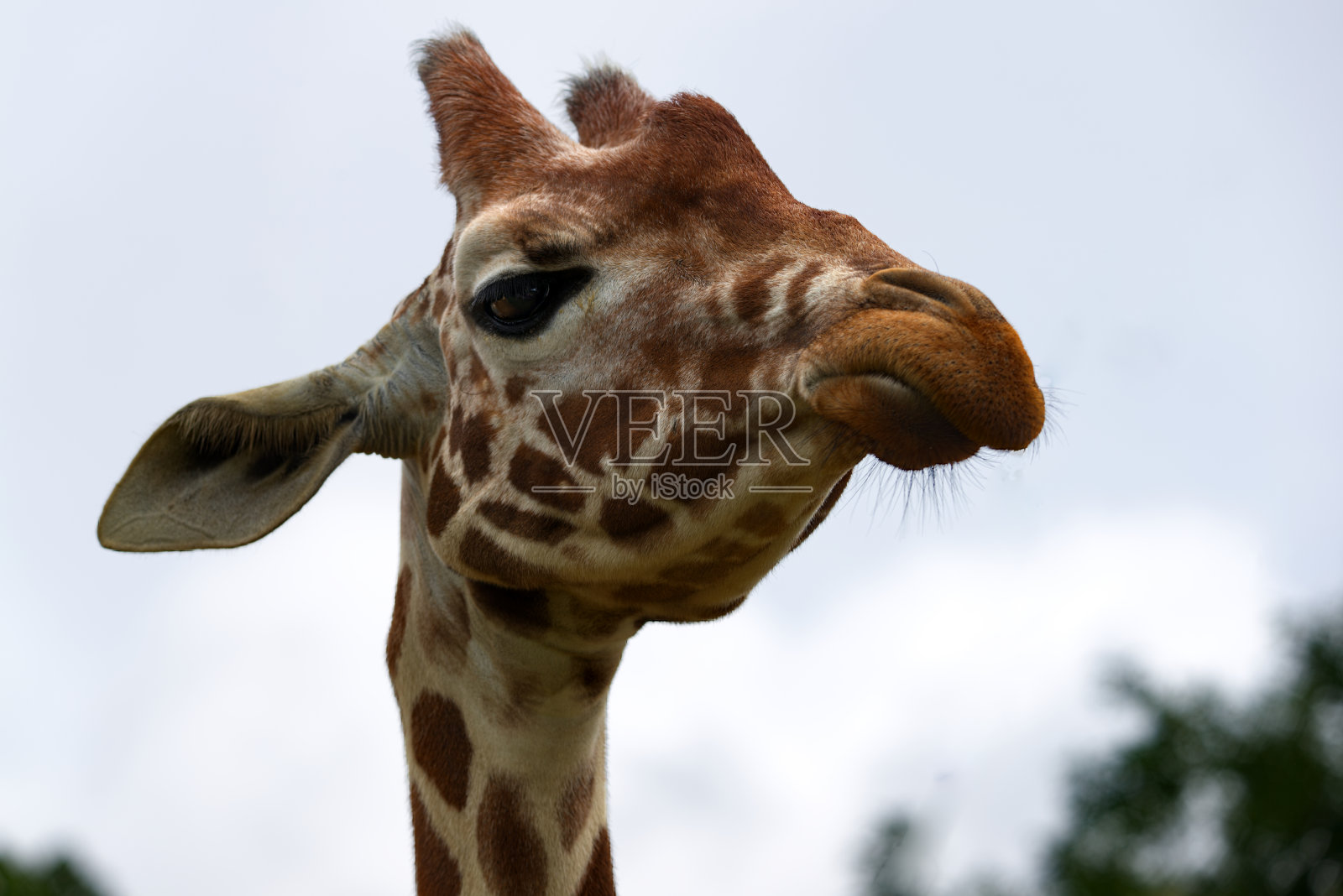 长颈鹿头部隔离的特写照片摄影图片