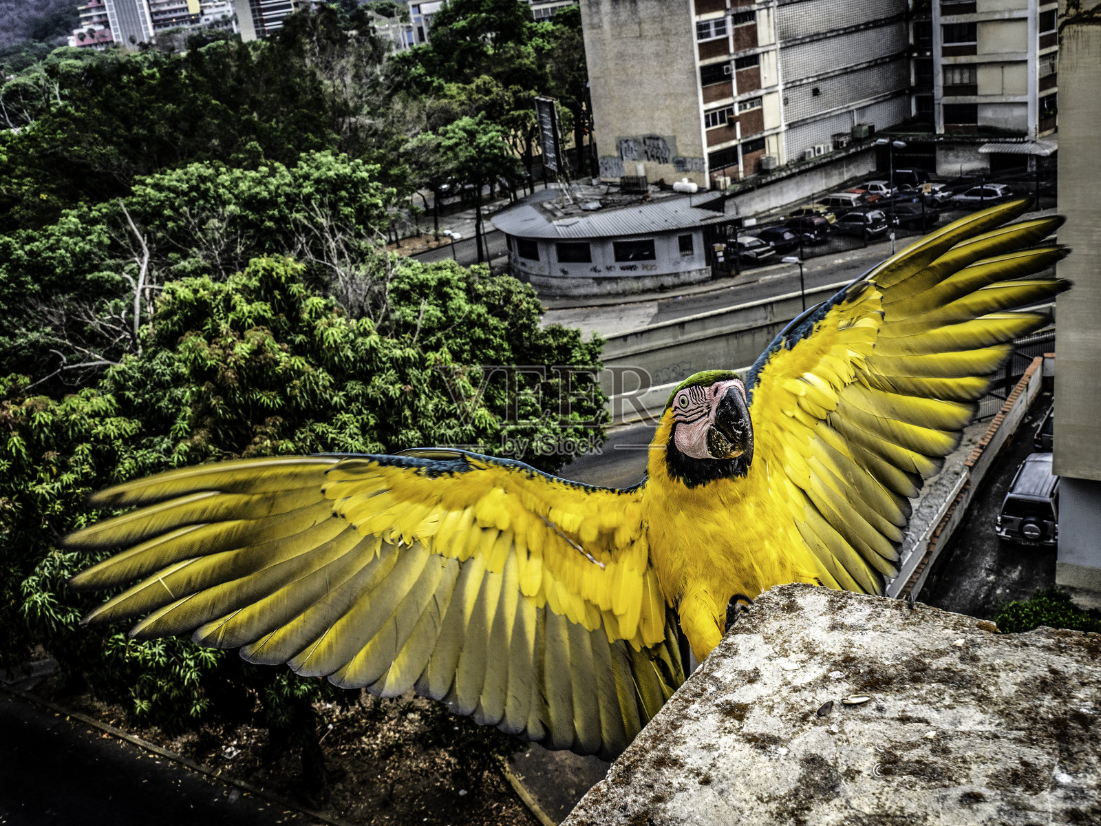 加拉加斯有自由金刚鹦鹉!照片摄影图片