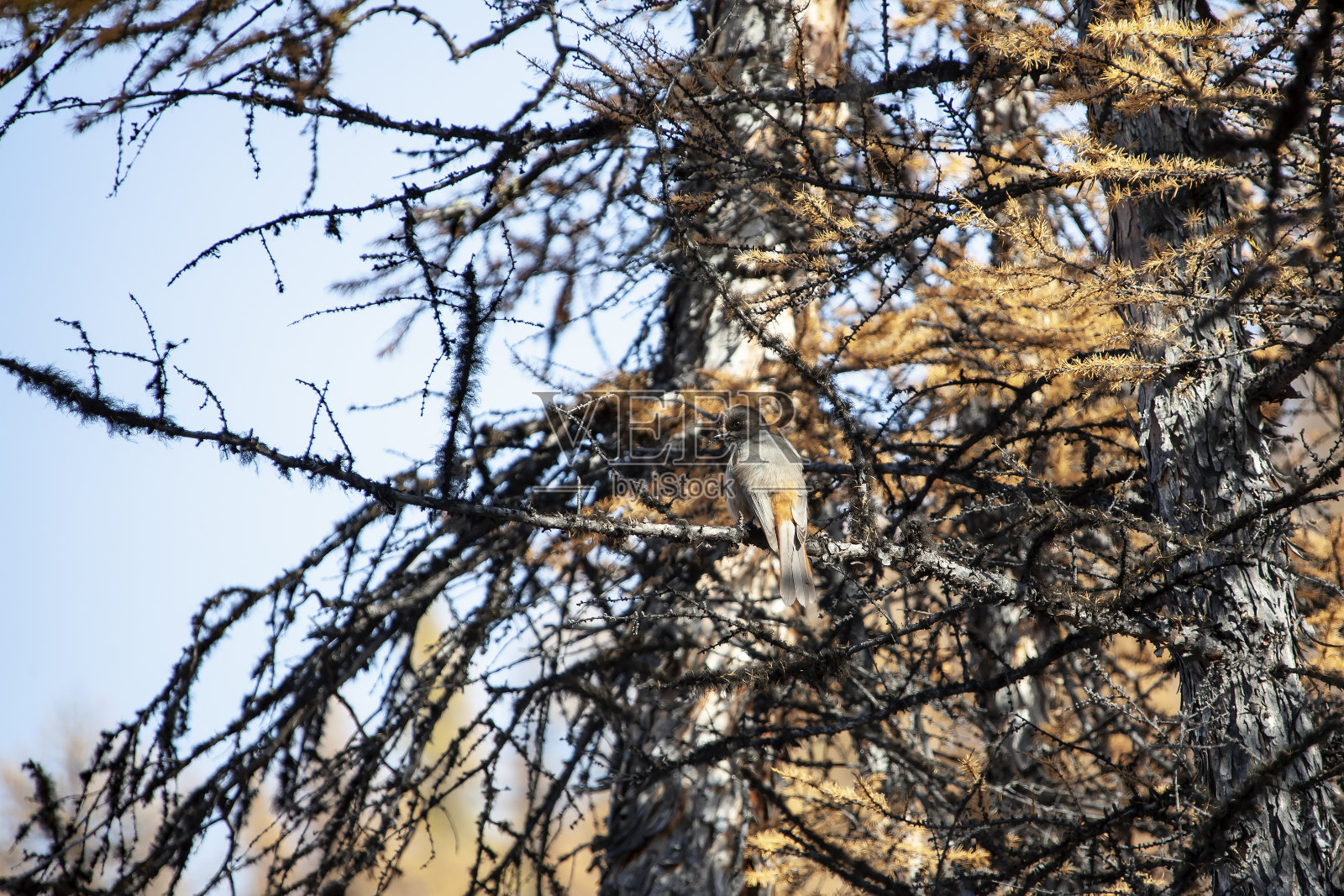 西伯利亚松鸦是鸦科的一种鸟，栖息在落叶松的树枝和针叶中。照片摄影图片