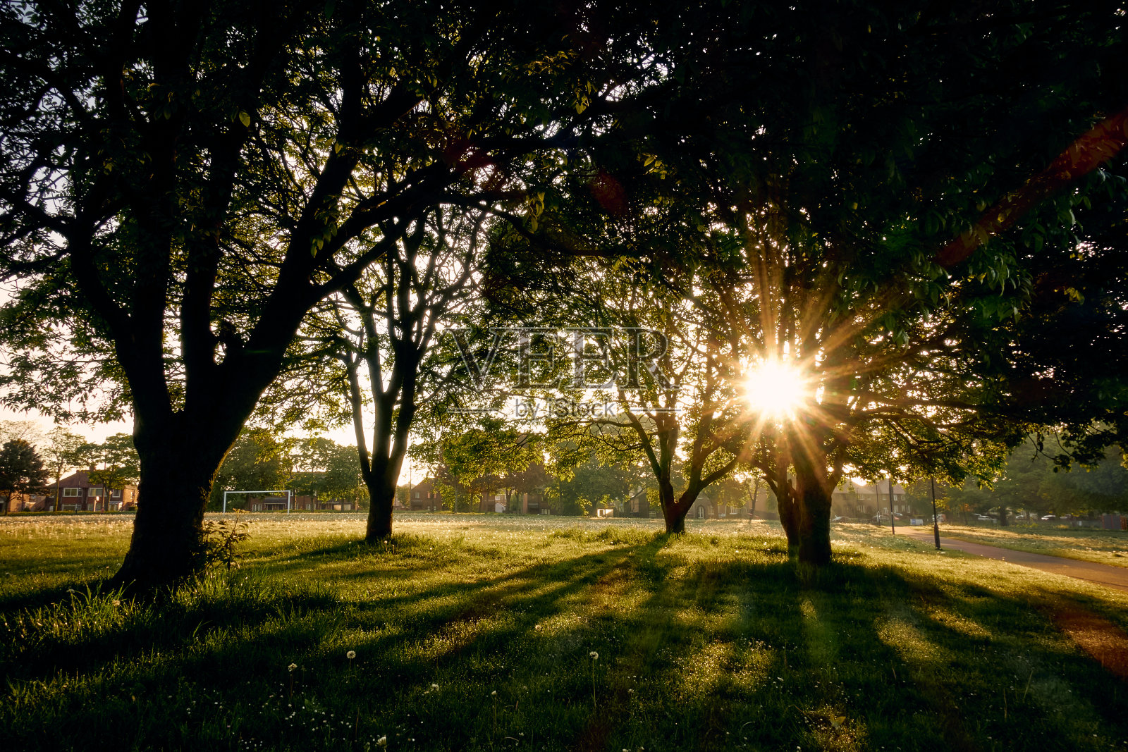 阳光透过树木在公园照片摄影图片