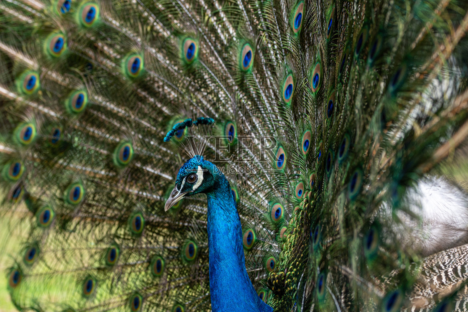 雄性孔雀，长有完整的尾羽照片摄影图片