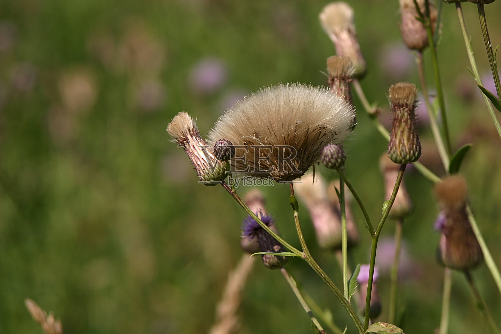 在炎热的夏天，草地上长满了花草照片摄影图片