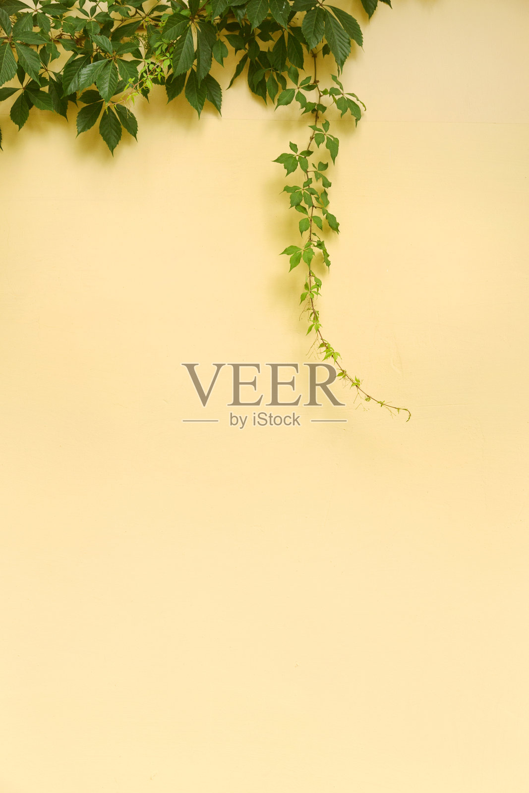 绿色的常青藤叶子在建筑物的黄色墙壁上照片摄影图片