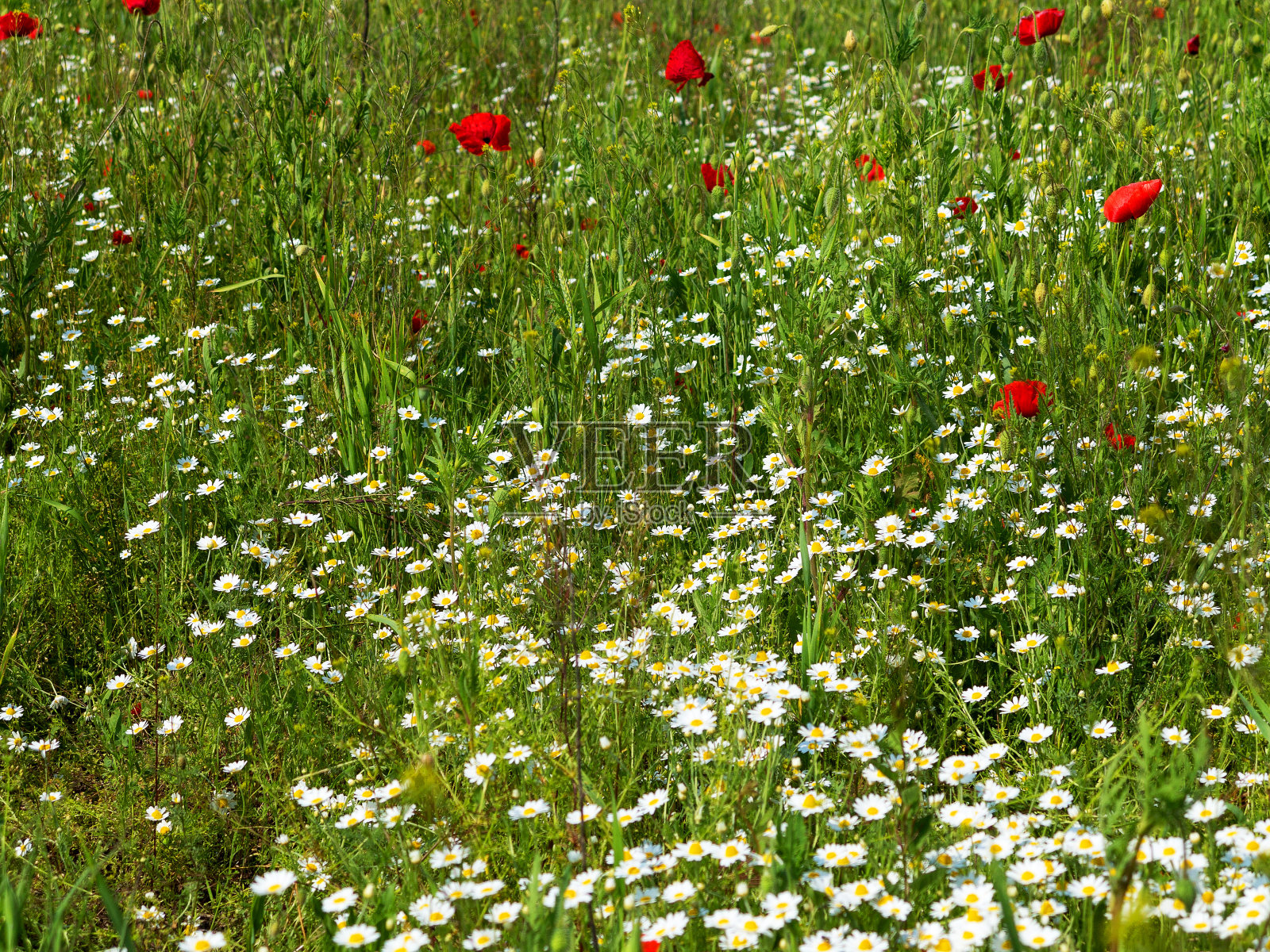 野花，罂粟和雏菊，春天的红玫瑰照片摄影图片