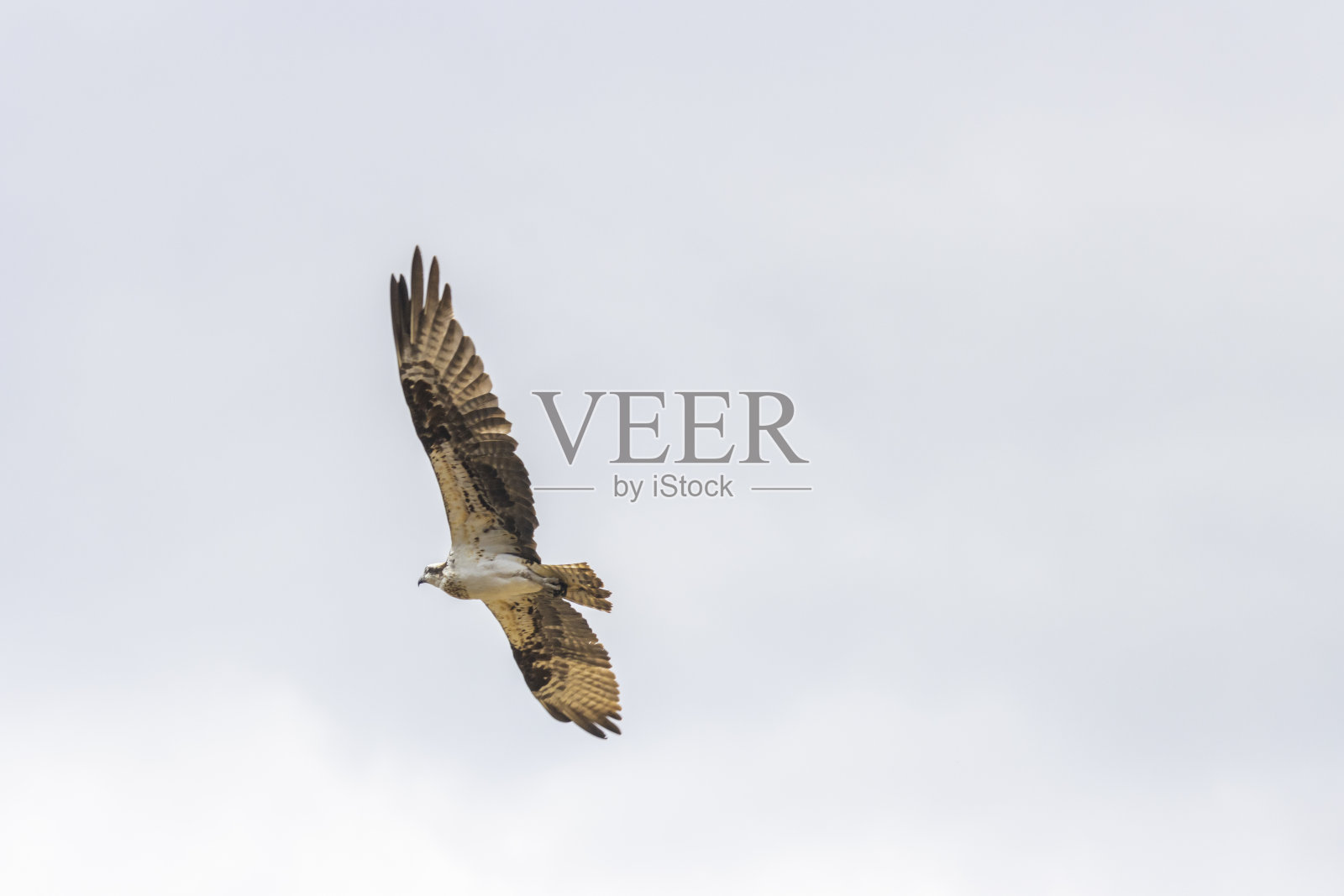 鱼鹰的家庭照片摄影图片