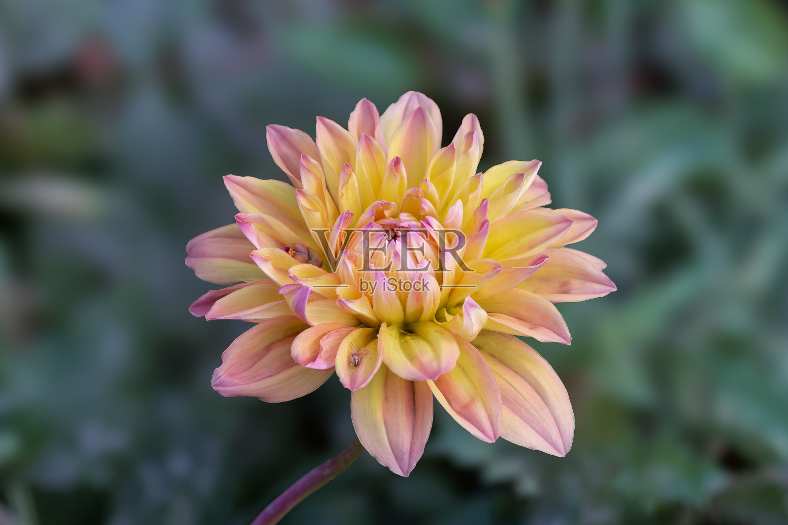 在园林模式中，雏菊花茎上盛开的俯视图照片摄影图片