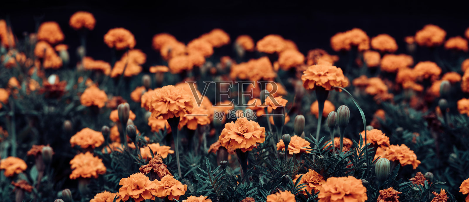 明亮的橙色盛开的万寿菊在黑暗的背景照片摄影图片