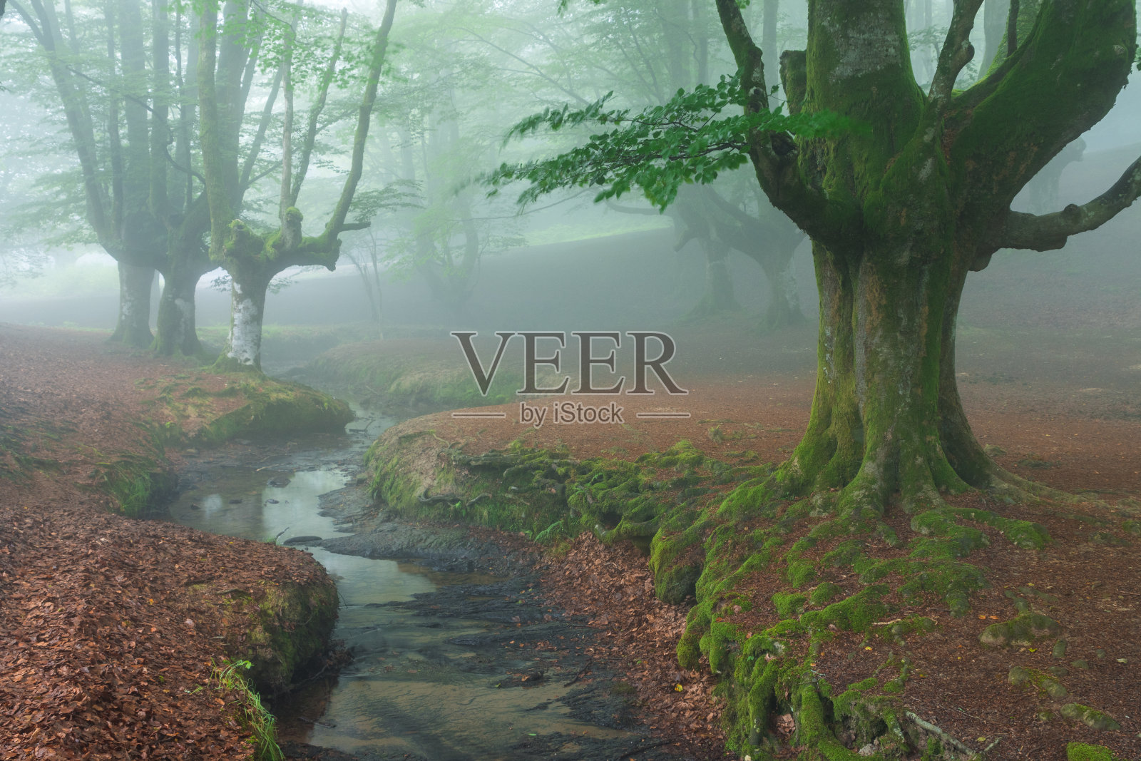 gorbea自然公园的晨雾森林照片摄影图片