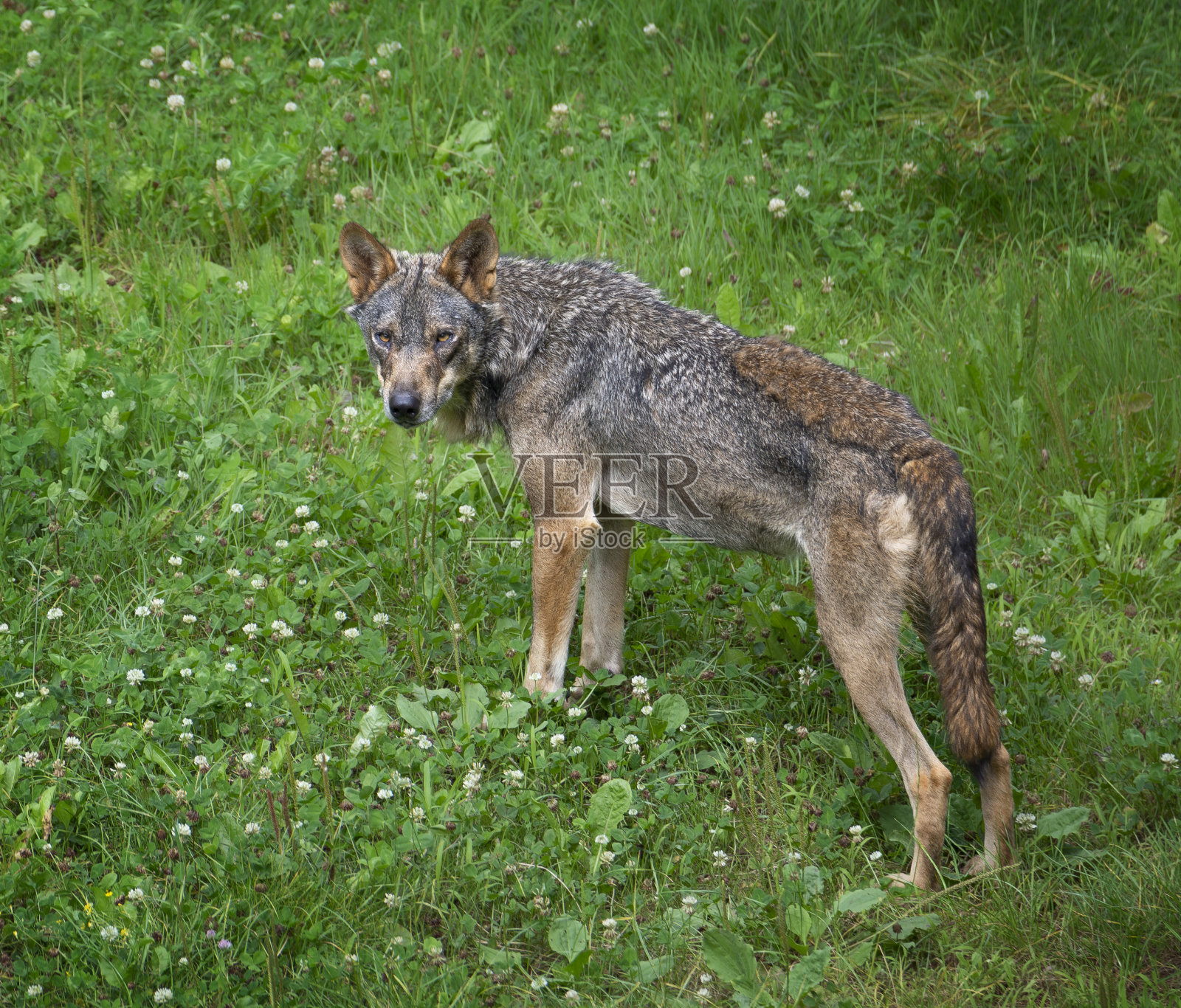 狼在绿色的草地上看照片摄影图片