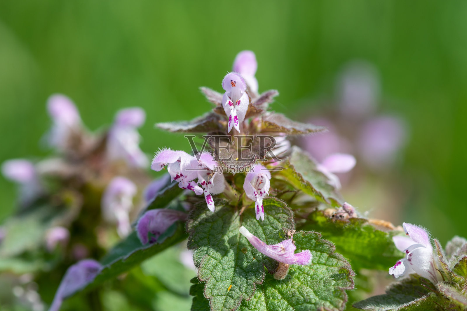 紫色死荨麻(lamium purpureum)照片摄影图片