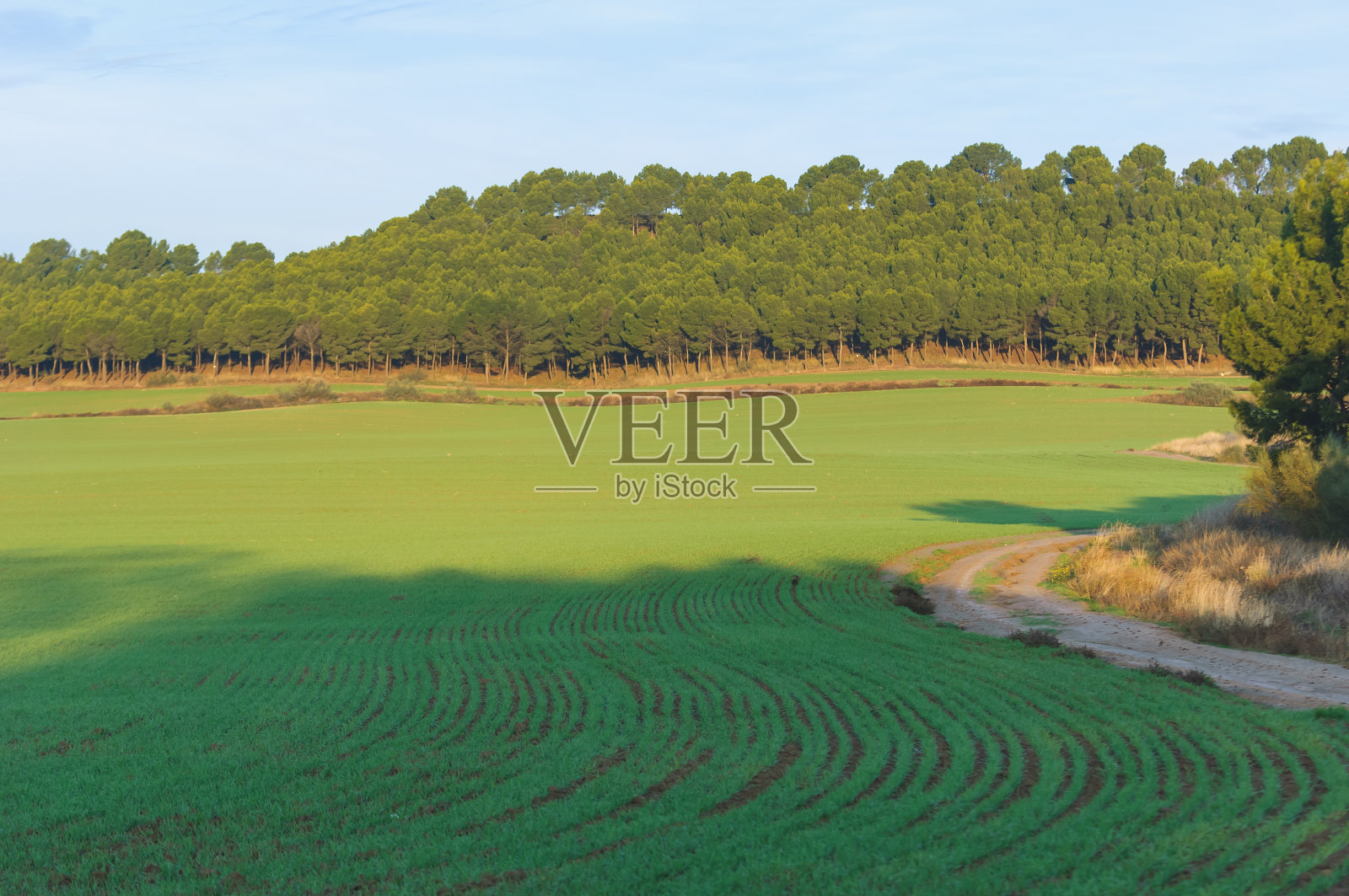 一个绿色的田野和一个树林的背景景观照片摄影图片