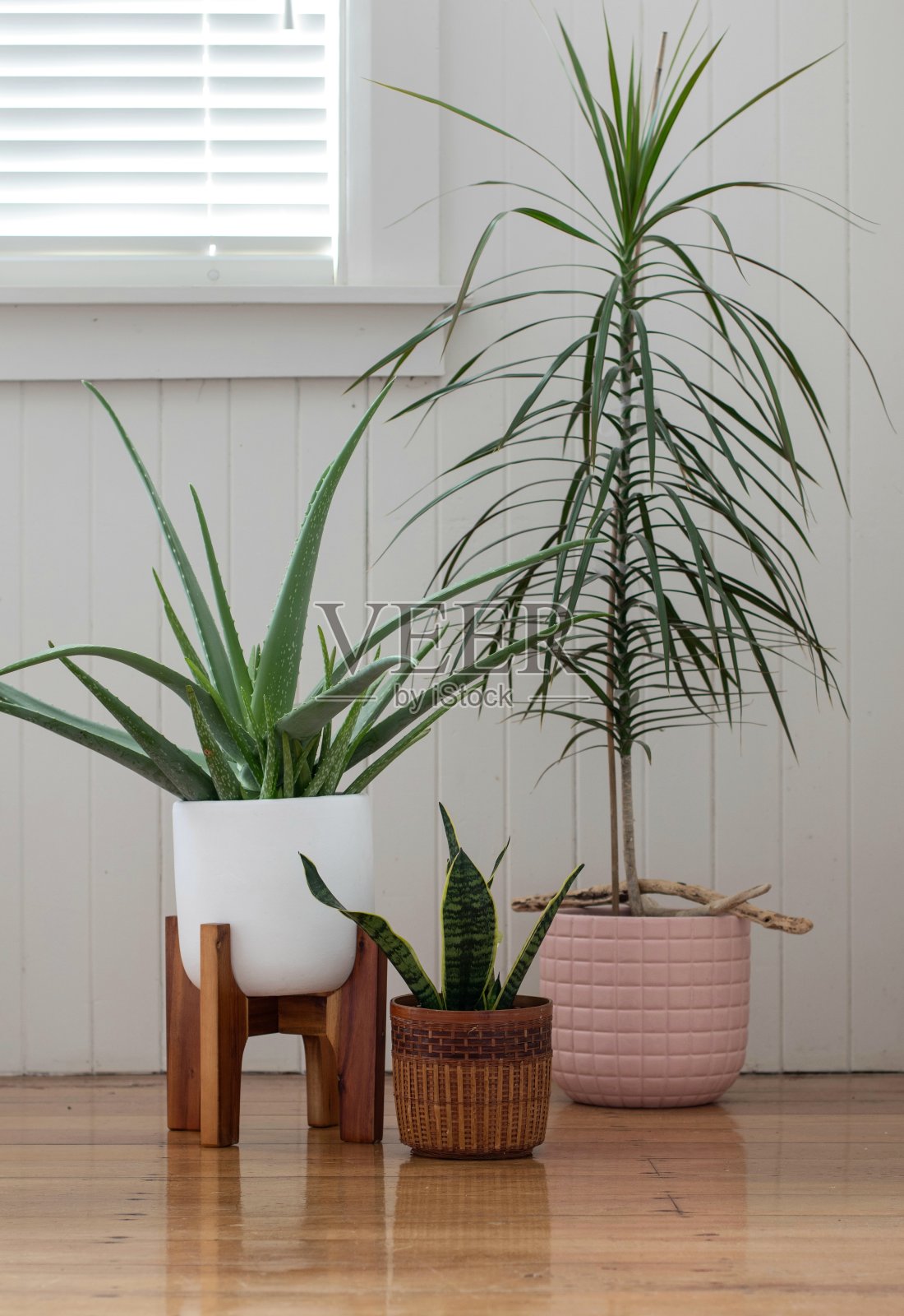 白色房间里有三盆室内盆栽照片摄影图片