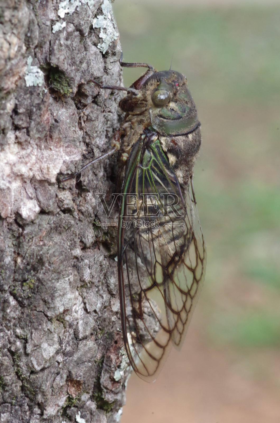 蝉照片摄影图片
