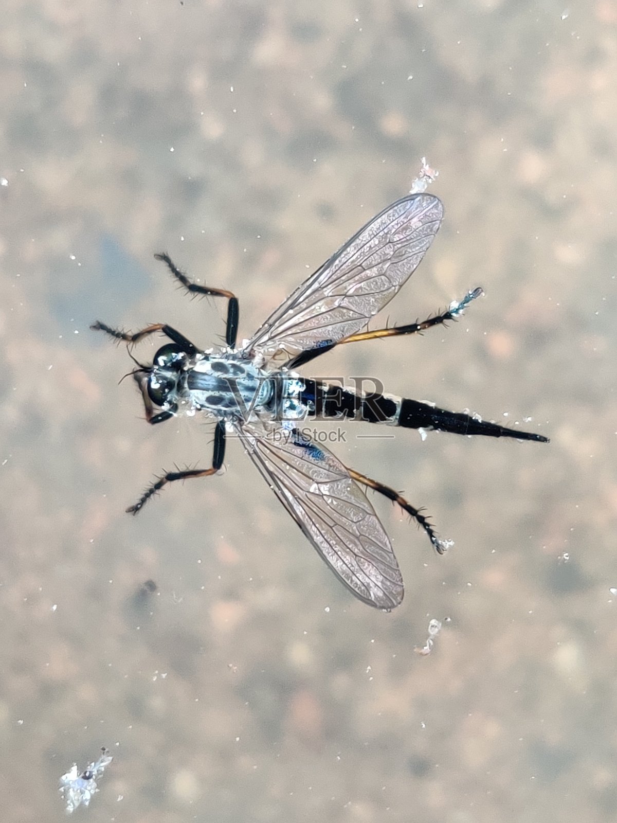 蜻蜓在水中照片摄影图片