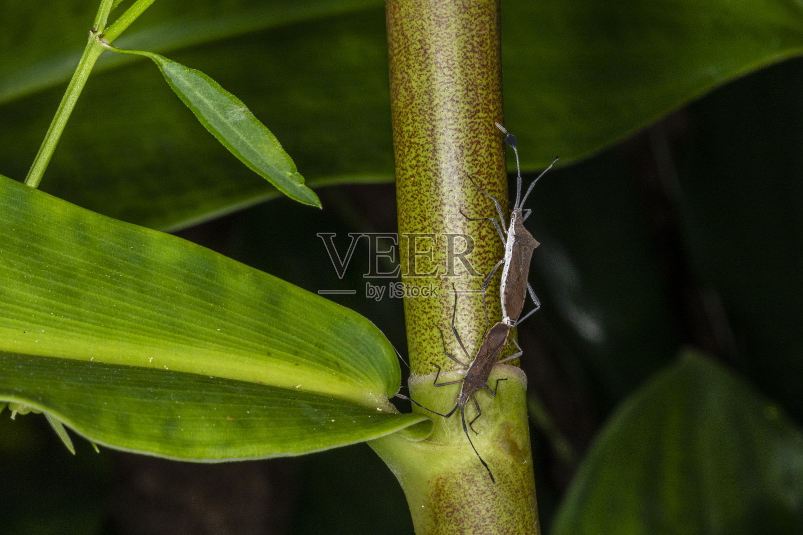 一对Coreidae昆虫交配的微距照片(Catorhintha sp)照片摄影图片