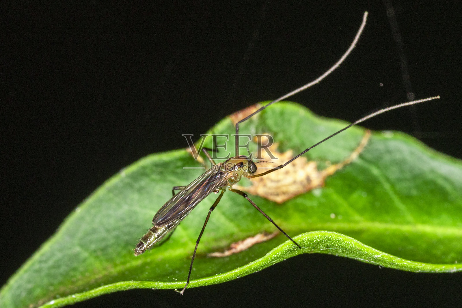 雄性蚊子的雌性照片照片摄影图片
