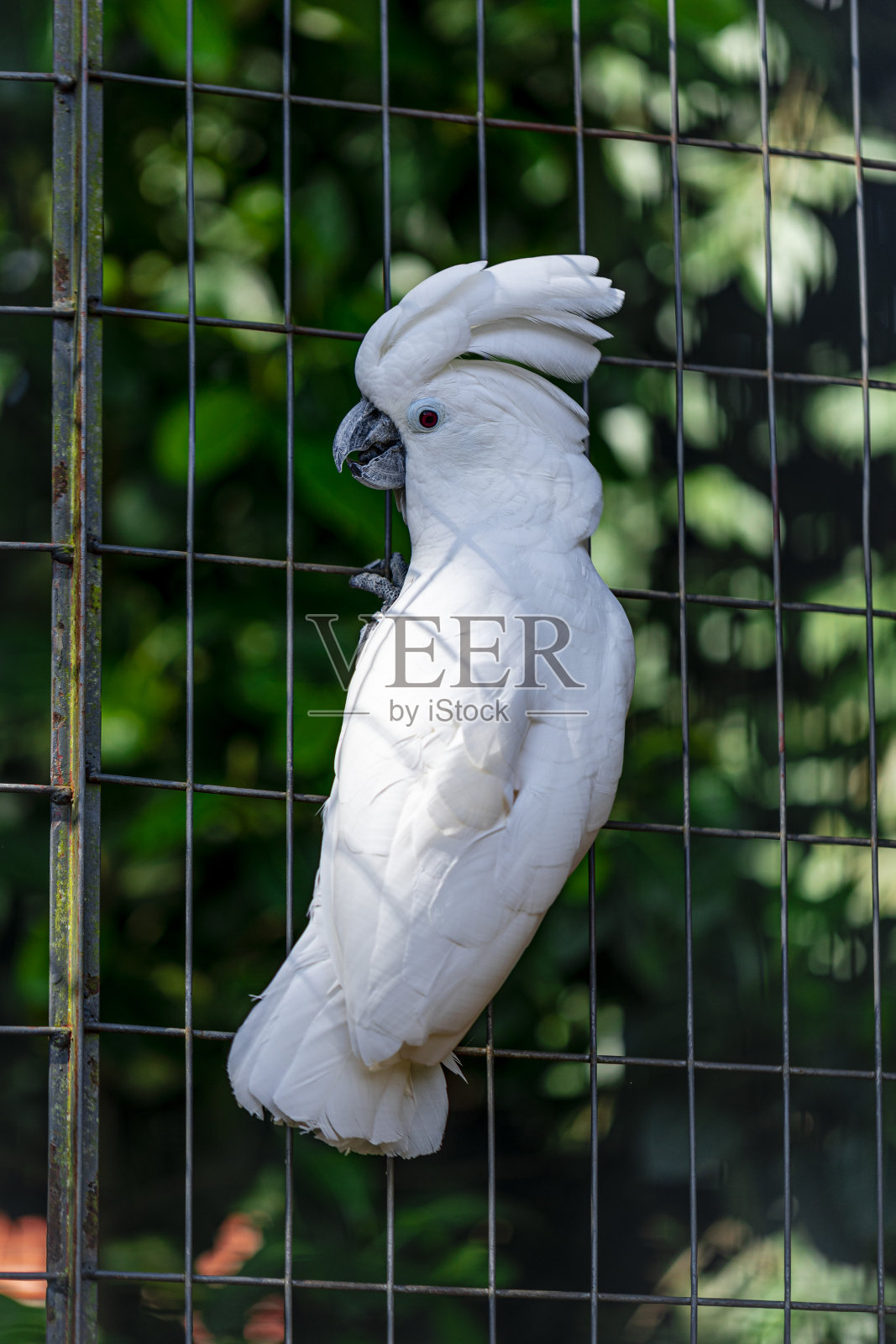 白凤头鹦鹉(Cacatua alba)，也被称为伞凤头鹦鹉，是一个中型全白凤头鹦鹉在印度尼西亚的岛屿热带雨林特有照片摄影图片