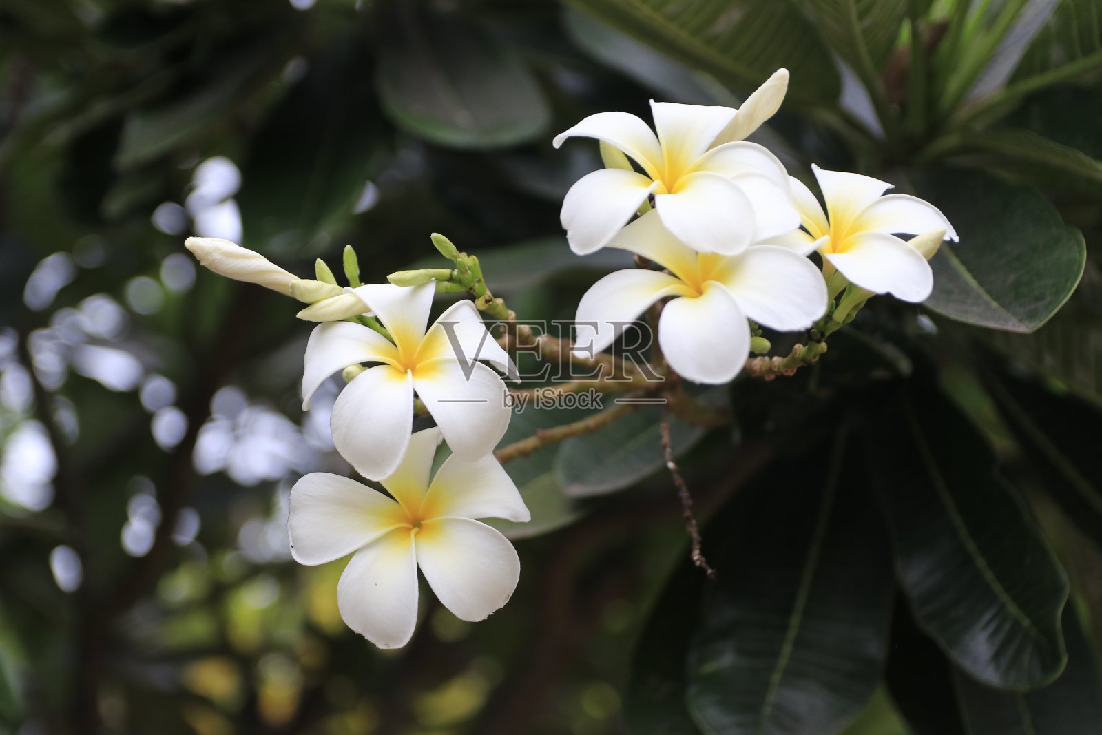 自然照片:常见的瓷花照片摄影图片
