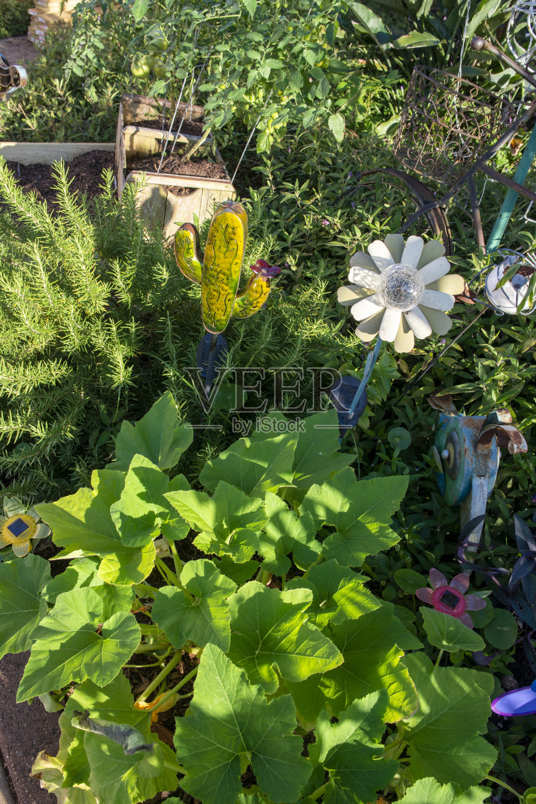 德克萨斯州的夏季家庭花园照片摄影图片