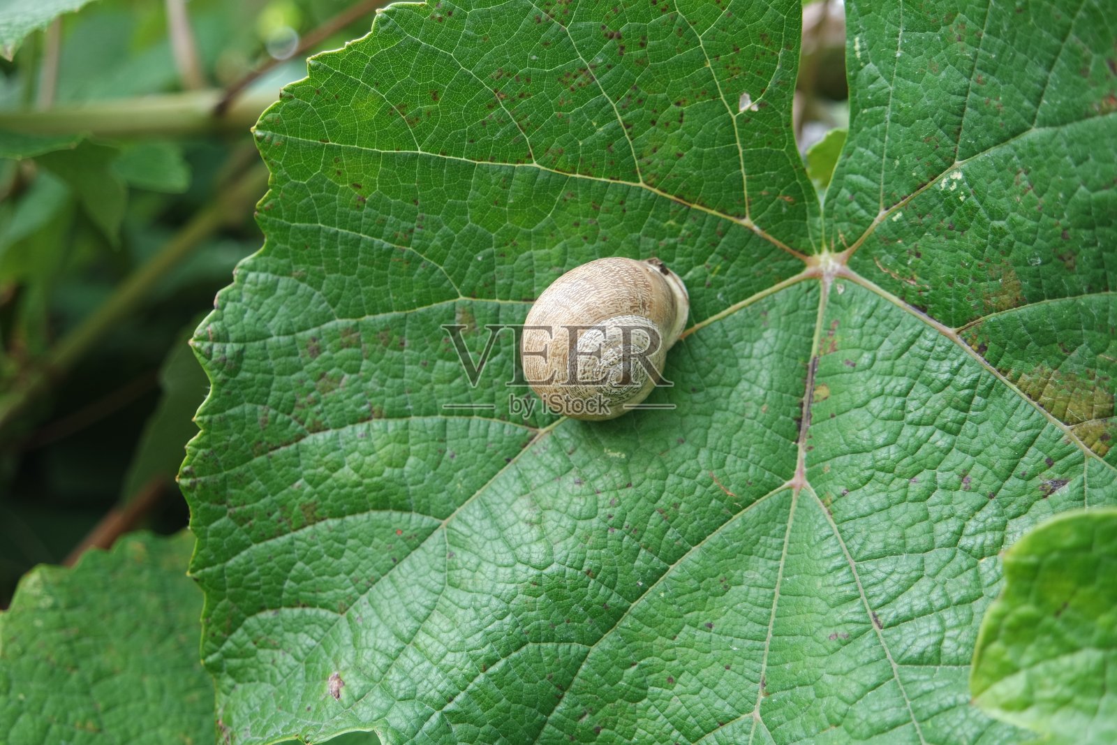 绿叶上的蜗牛照片摄影图片