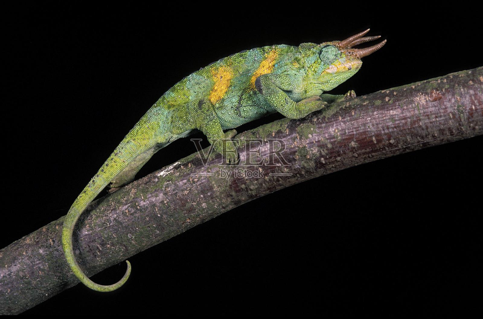 杰克逊的变色龙，变色龙杰克逊，雄性站在布兰奇照片摄影图片