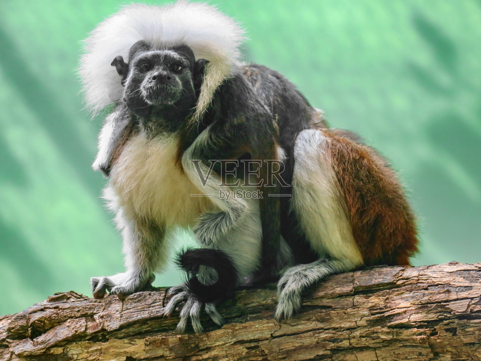 棉顶狨猴和婴儿照片摄影图片