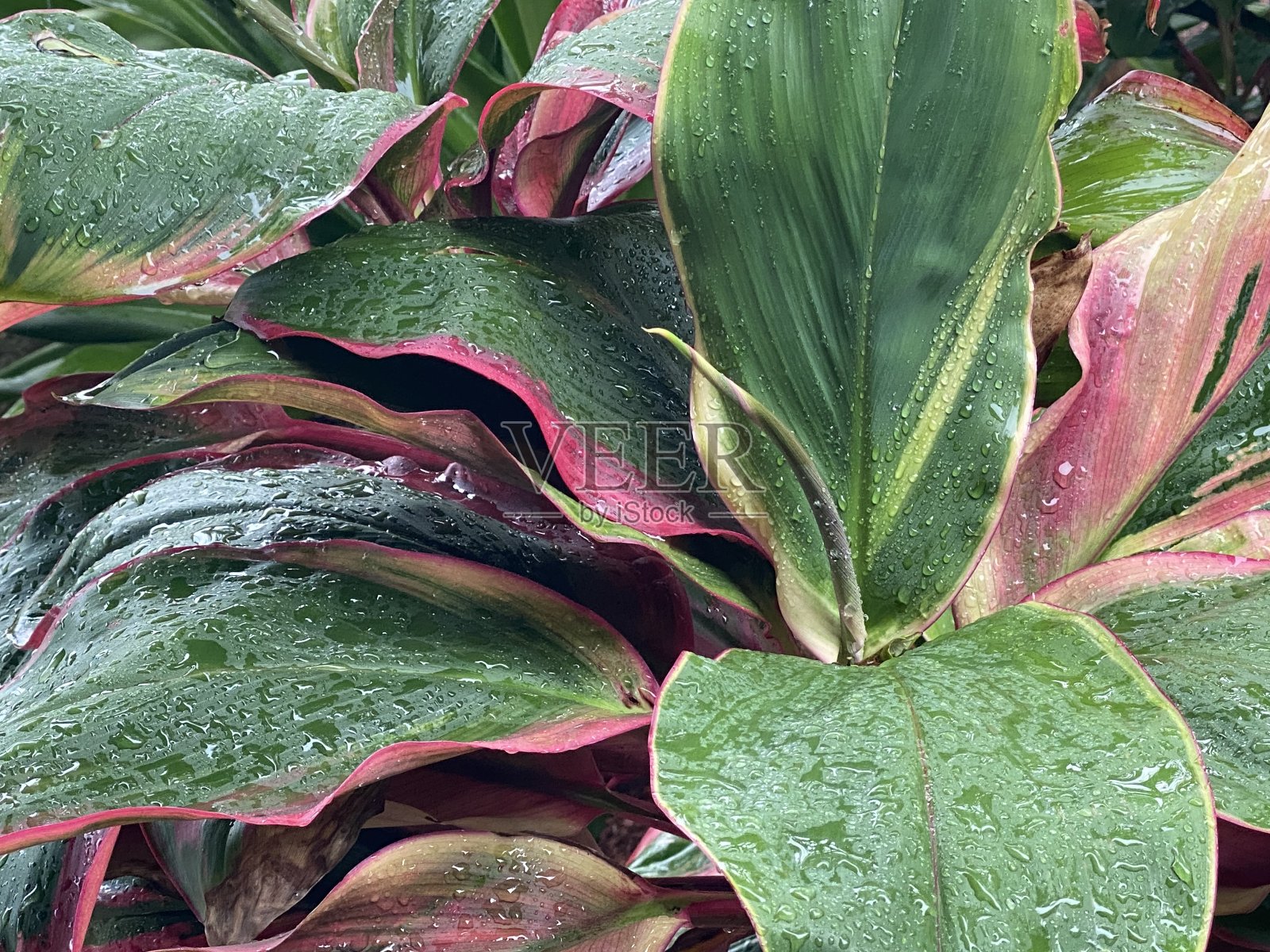 植物照片摄影图片