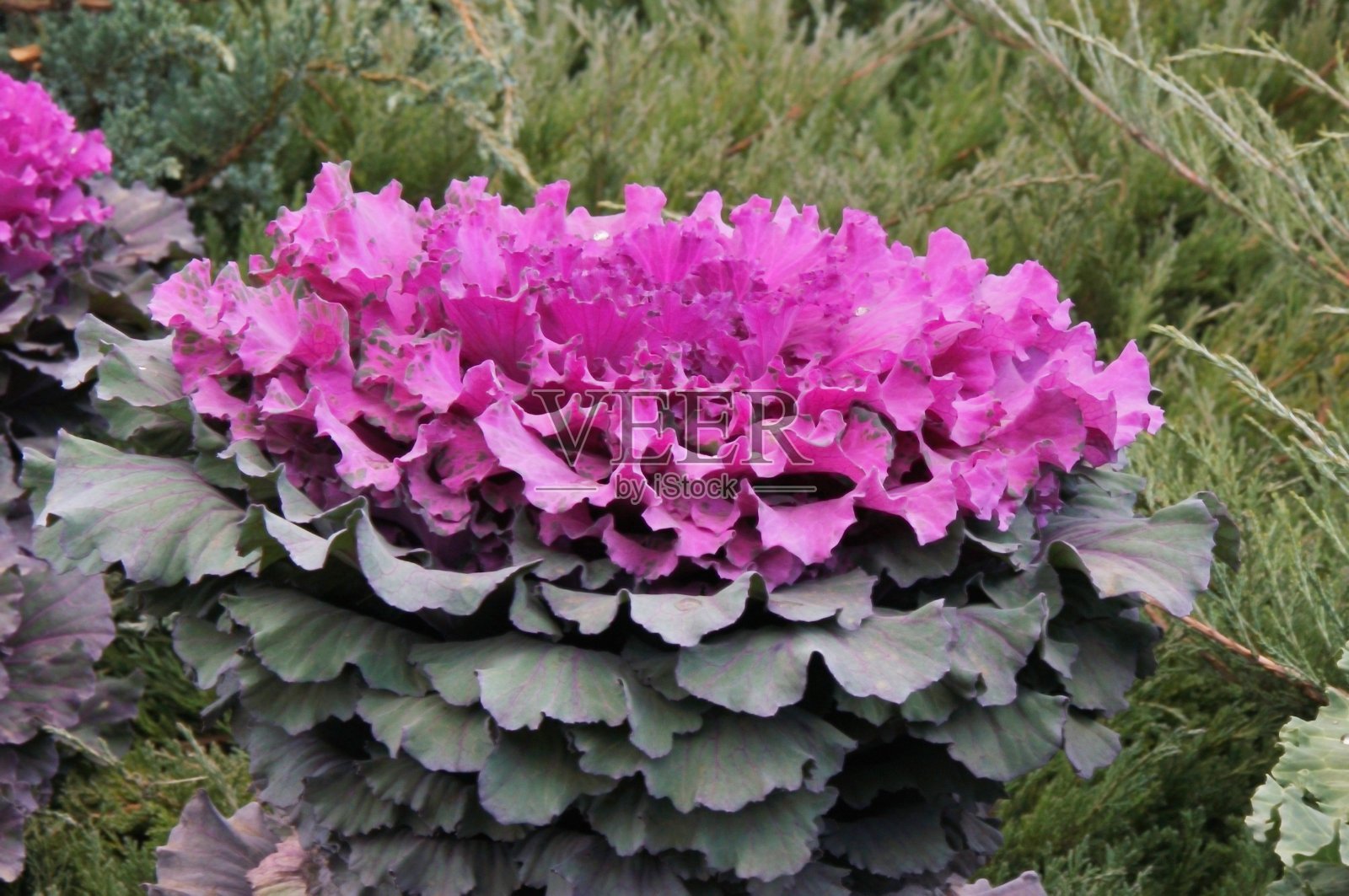 色彩装饰卷心菜照片摄影图片