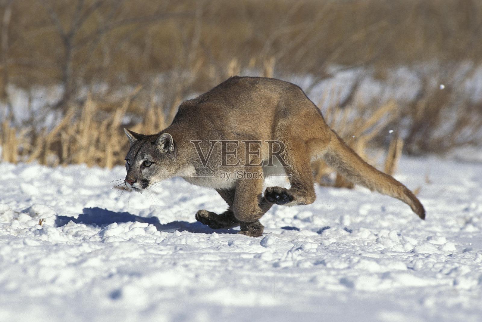 蒙大拿州，雪上奔跑的成年美洲狮照片摄影图片
