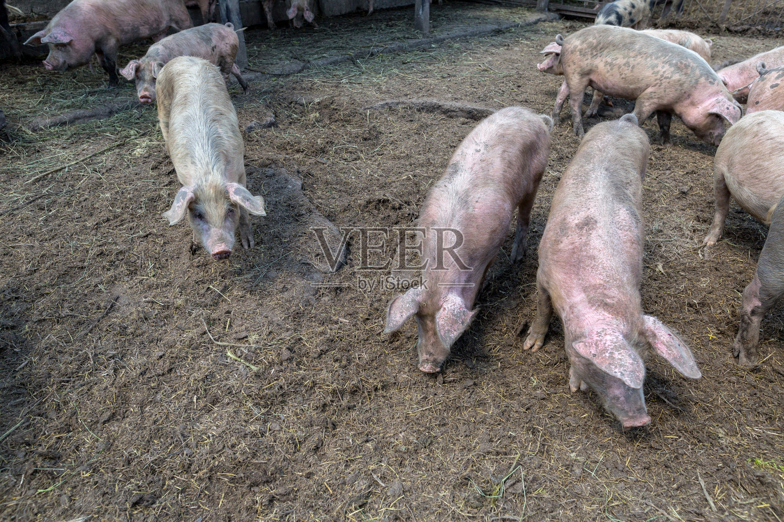 肮脏的猪和小猪在养猪场吃草。天然有机养猪。农业。畜牧业。照片摄影图片