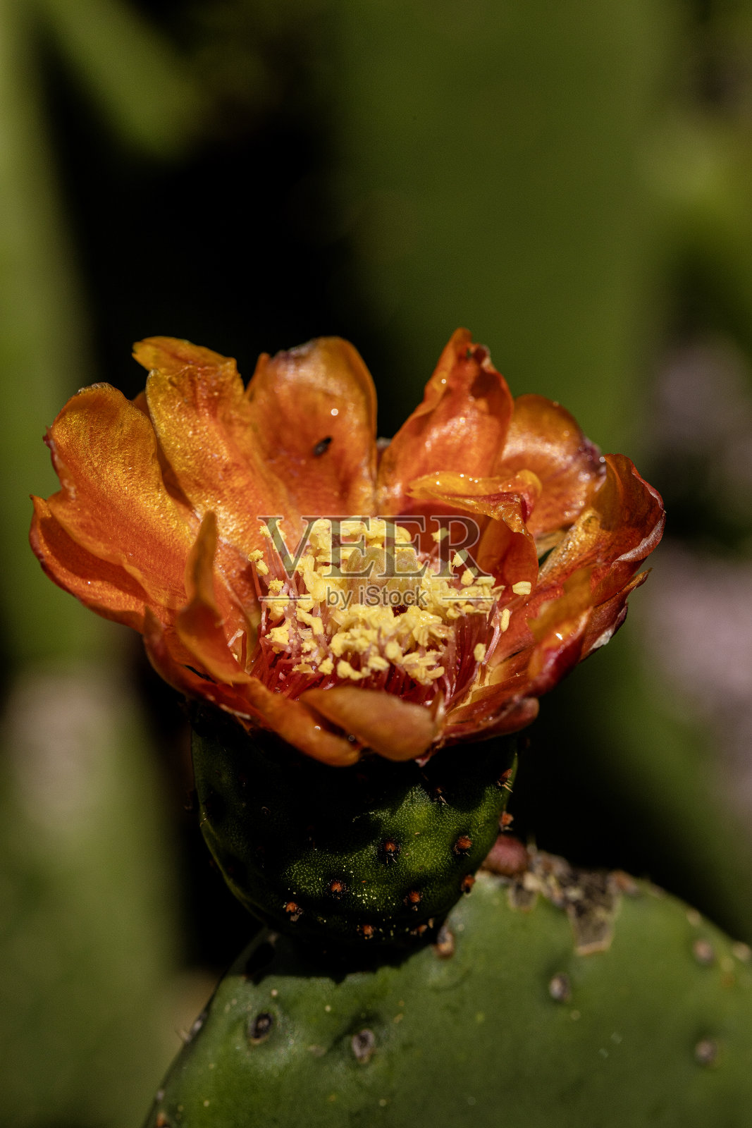 仙人掌突然开了花照片摄影图片