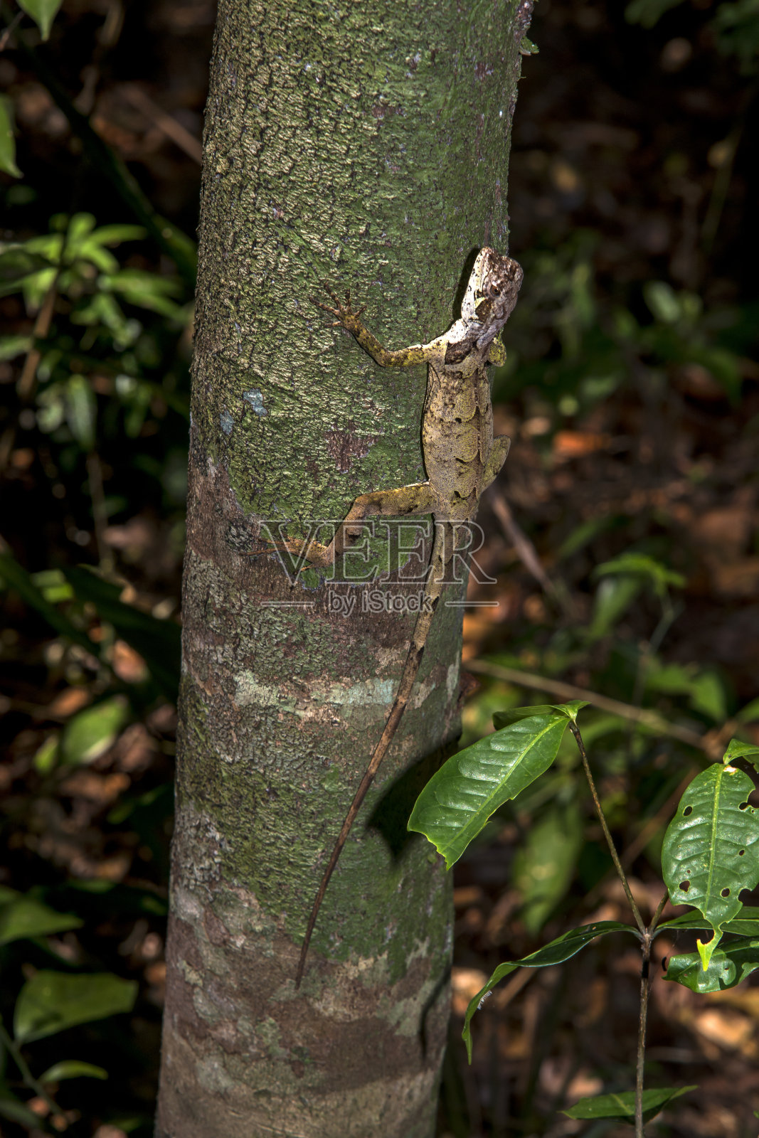 巴西黑头Anole在圣埃斯皮里托的Linhares拍摄。巴西东南部。照片摄影图片