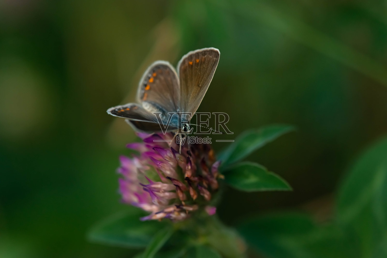 蝴蝶在花上的特写在一个绿色植物的背景照片摄影图片