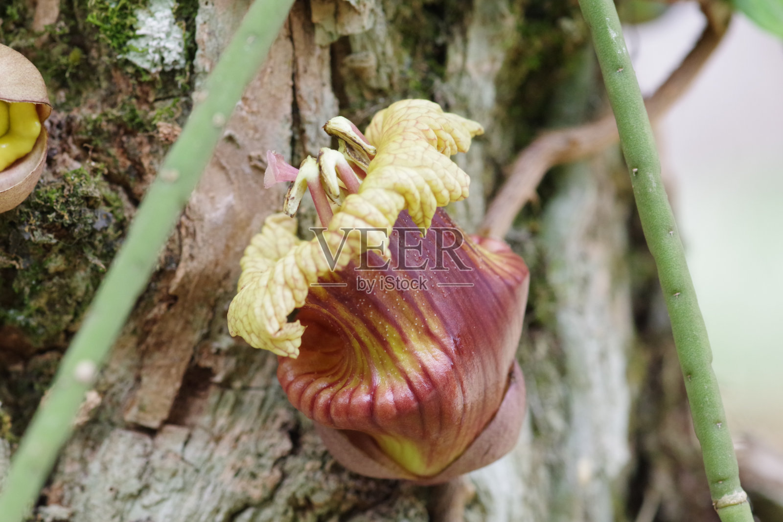 卡勒巴斯树开花照片摄影图片